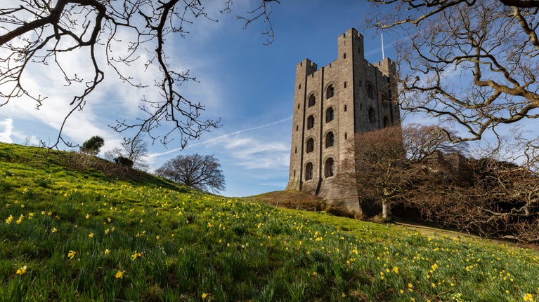 Daffodils in the park at Penrhyn Castle and Garden on a sunny day in Gwynedd, Wales